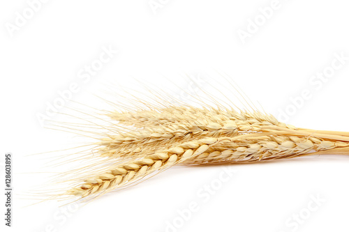 Sheaf of wheat ears on white background.