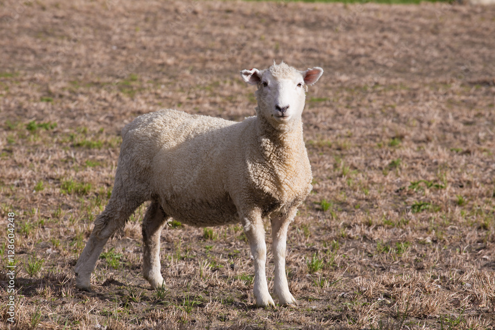 Little Sheep in New Zealand Farm Little Sheep in New Zealand Farm