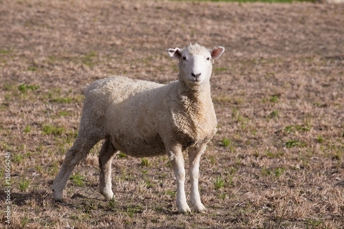 Little Sheep in New Zealand Farm