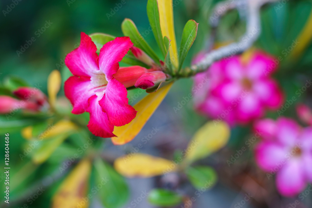 Desert rose flower (Other names are desert rose, Mock Azalea) in Desert rose flower (Other names are desert rose, Mock Azalea) in