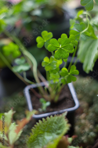 Lucky clover planting as ho...