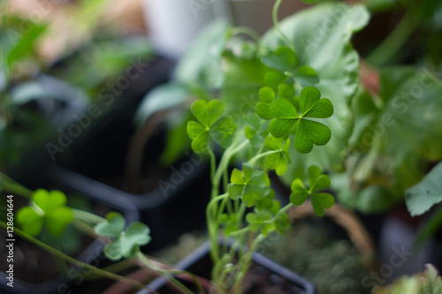Lucky clover planting as ho...