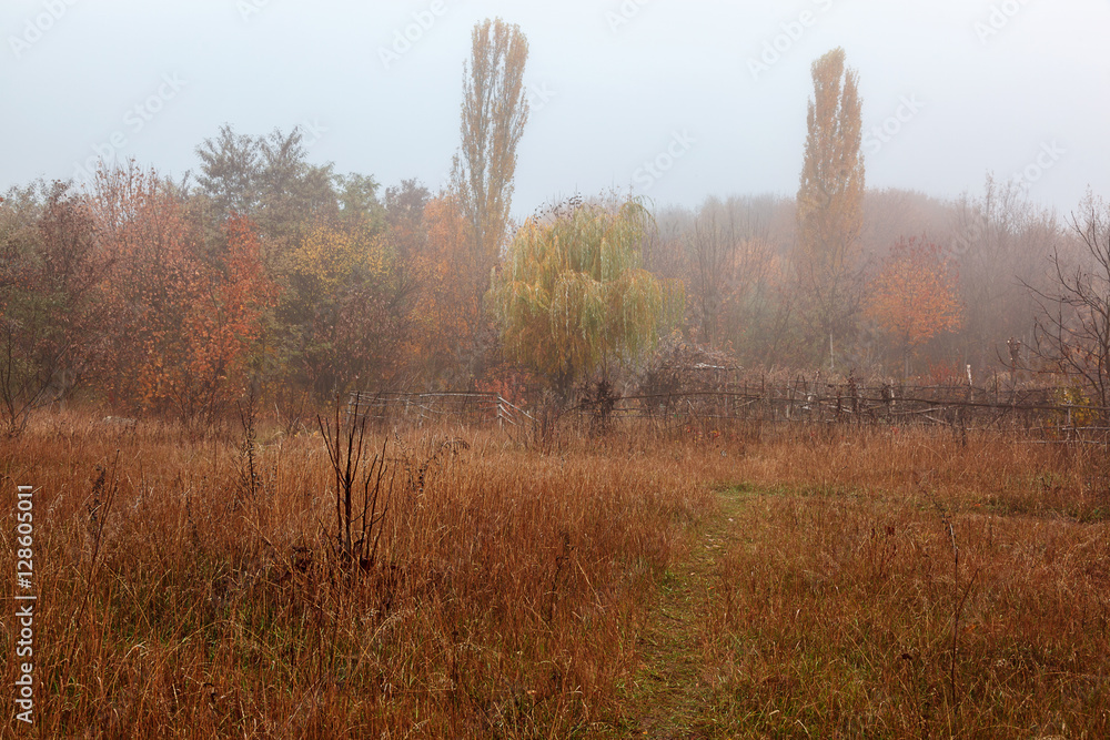 Fototapeta premium Autumn scenery misty morning. Landscape. Nature. Sadness
