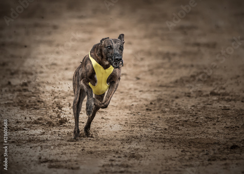 Naklejka Windhund im Badeanzug