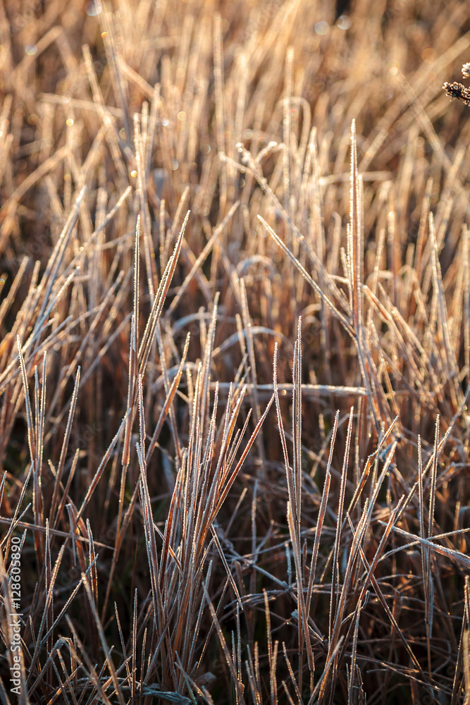 Fototapeta premium Leaves and grass with hoarfrost as a background