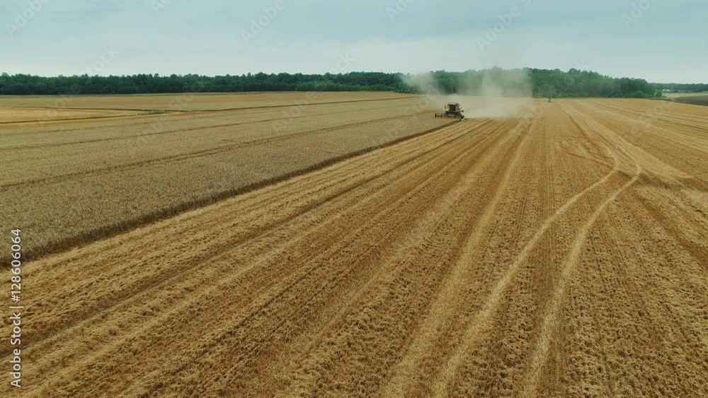 Combine Harvester Collects Grain Crops. Aerial Shot. Combine Harvester Collects Grain Crops. Aerial Shot.