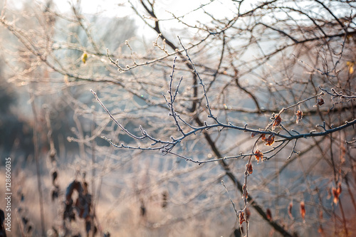 Leaves and grass with hoarfrost as a background