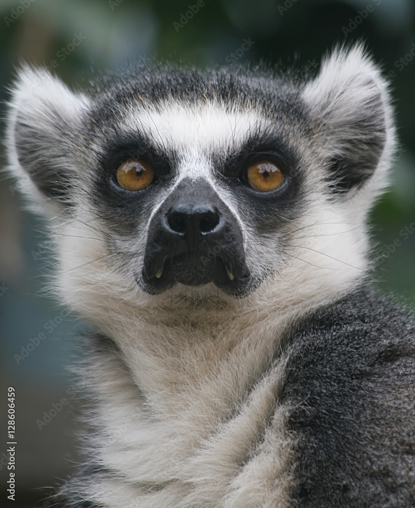 Obraz premium Лемур / Портрет африканского лемура