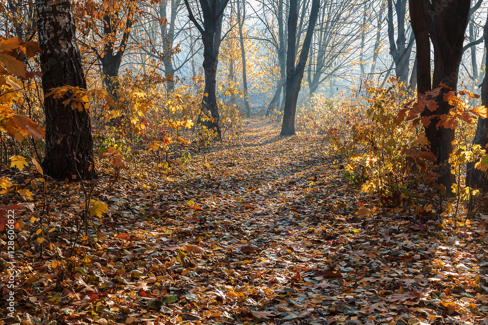 Autumn Forest frosty sunny morning. Landscape. Nature Autumn Forest frosty sunny morning. Landscape. Nature
