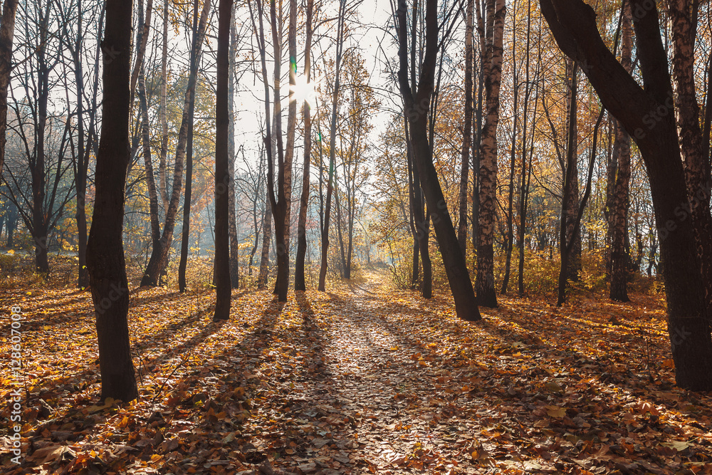 Obraz premium Autumn Forest frosty sunny morning. Landscape. Nature