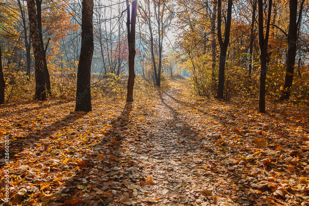 Obraz premium Autumn Forest frosty sunny morning. Landscape. Nature