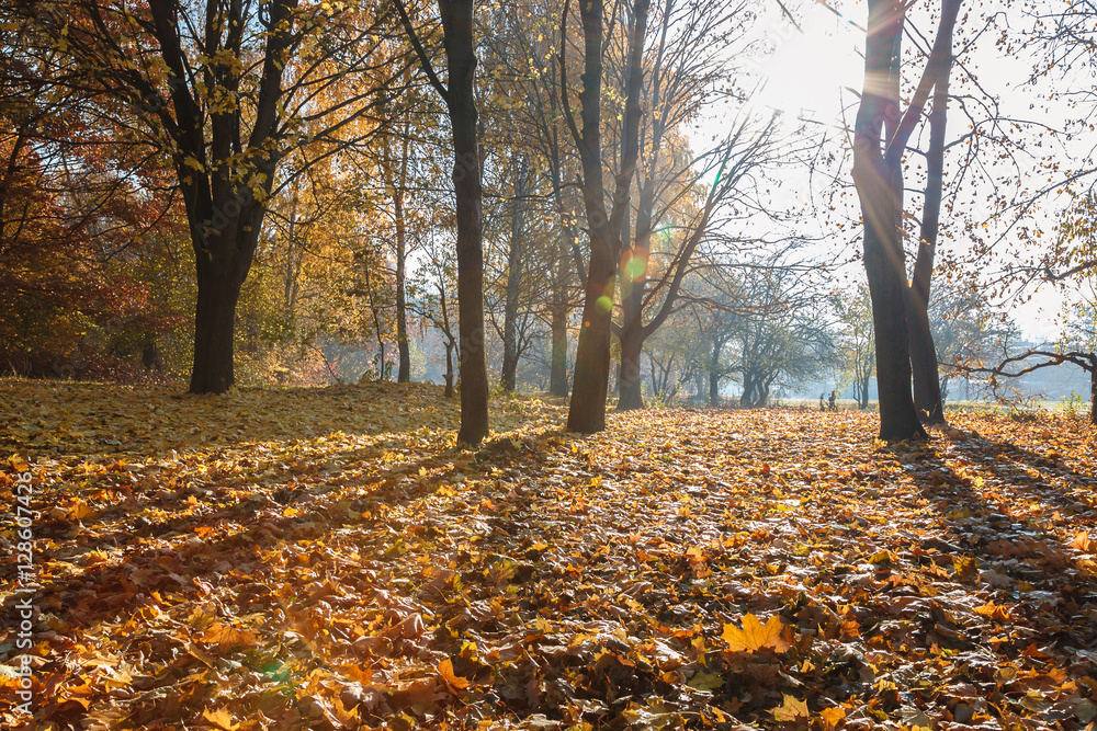 Autumn Forest frosty sunny morning. Landscape. Nature Autumn Forest frosty sunny morning. Landscape. Nature