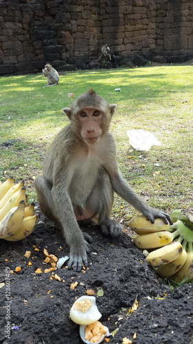 Naughty monkey in Lopburi photo