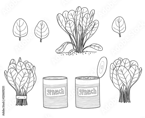 Spinach leaves hand drawn line art vector set art illustratio