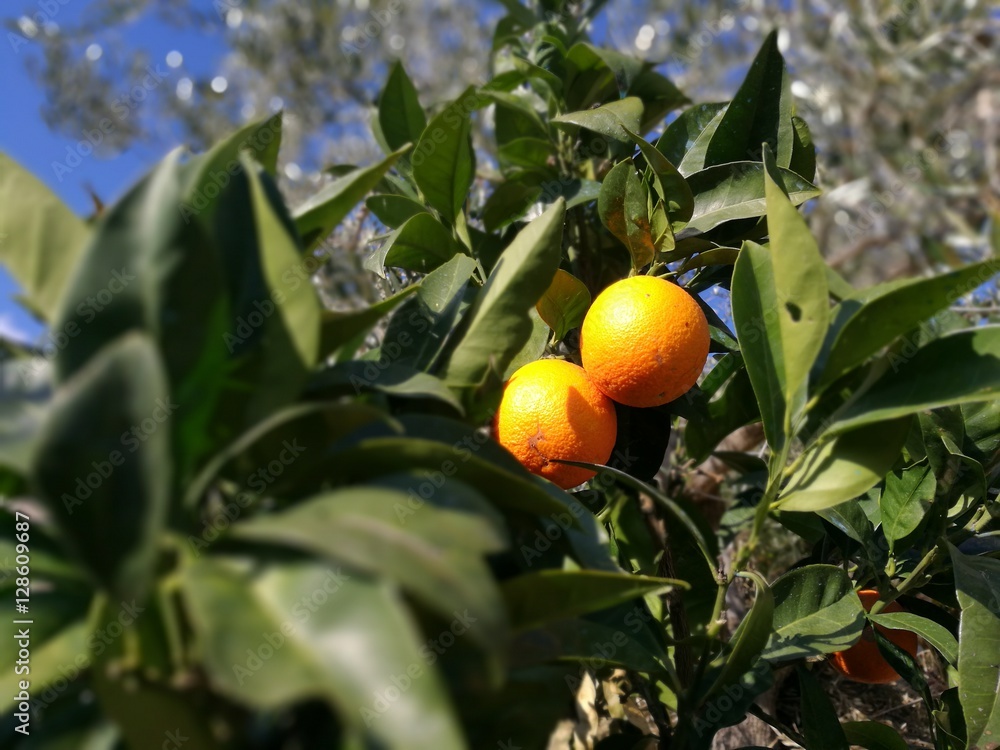 oranges on the tree oranges on the tree