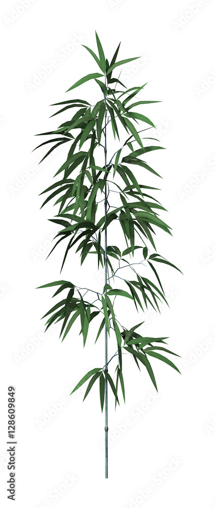 3D Rendering Bamboo Tree on White