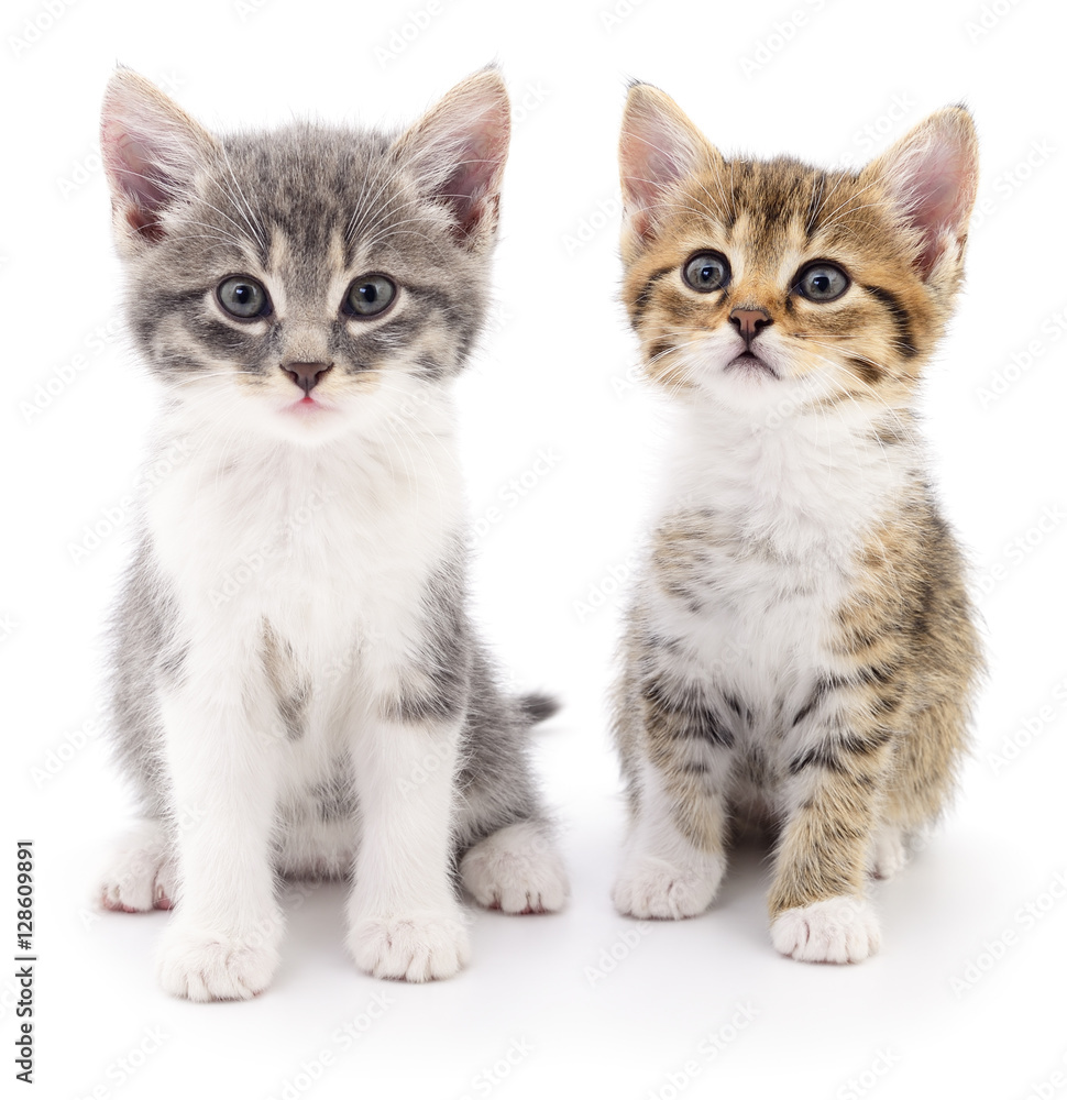 Two small kittens
