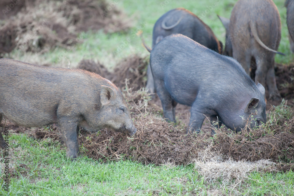 Boar digging soil to eat grass root Boar digging soil to eat grass root