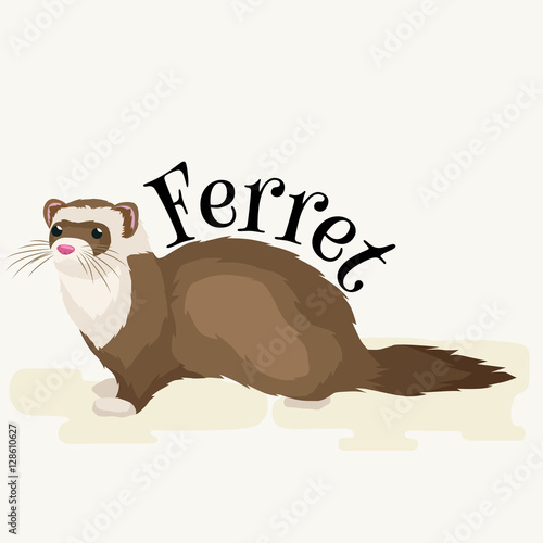 Home Pet, isolated ferret photo