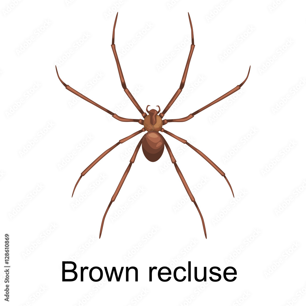 Spiders cartoon set, dangerous insects collection Spiders cartoon set, dangerous insects collection