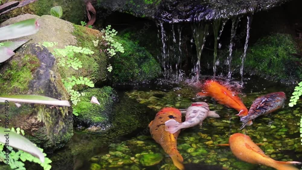 Carpas no lago. Carpas no lago.