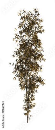 3D Rendering Bamboo Trees on White