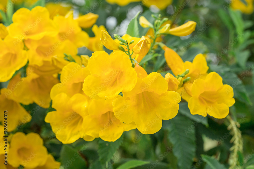 Close-up Yellow flower Close-up Yellow flower