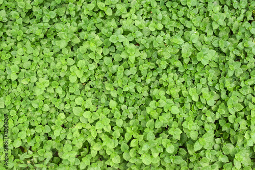 Small green leaves plant texture and background © tocamarine