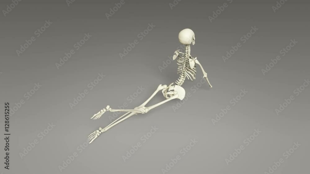 Yoga Cobra Pose Of Human Skeletal Yoga Cobra Pose Of Human Skeletal