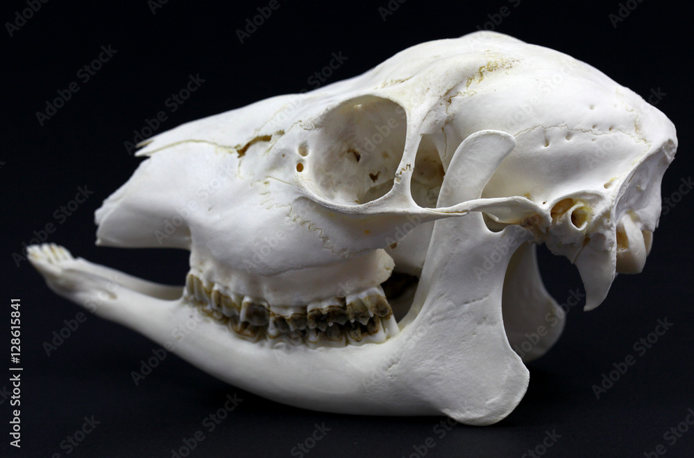 Naklejka premium Photo of roe deer skull on white background