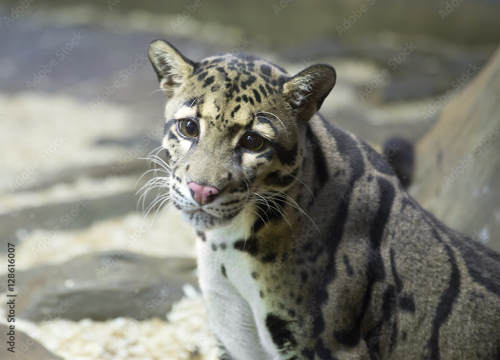 Fototapeta premium Дымчатый леопард