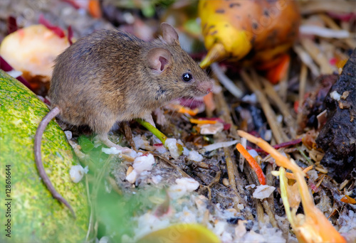 Bild auf Leinwand House mouse feeding at the rubbish