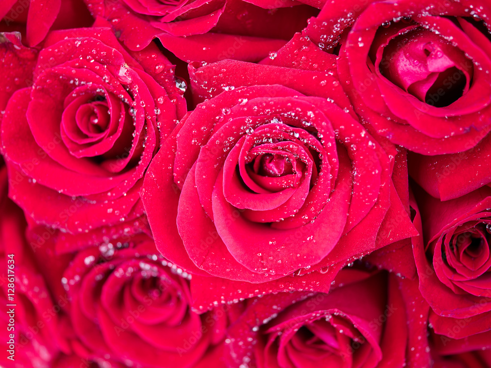 Closeup red rose with water dew drops 4 Closeup red rose with water dew drops 4