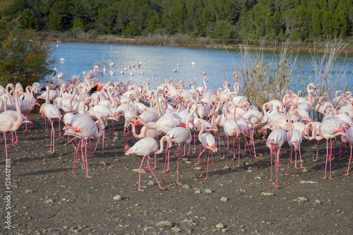 Flamencos en safari