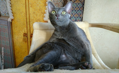 Un korat dans une position originale photo