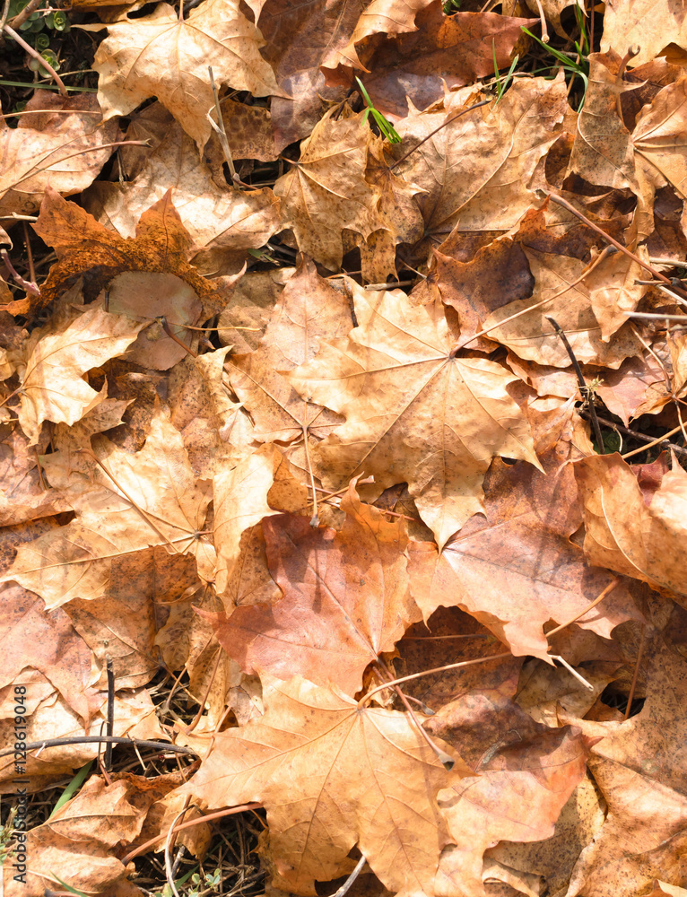 Autumn leaves/Autumn leaves Autumn leaves/Autumn leaves