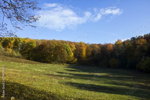 Fototapeta Naklejka Na Ścianę i Meble -  forest landscape autumn