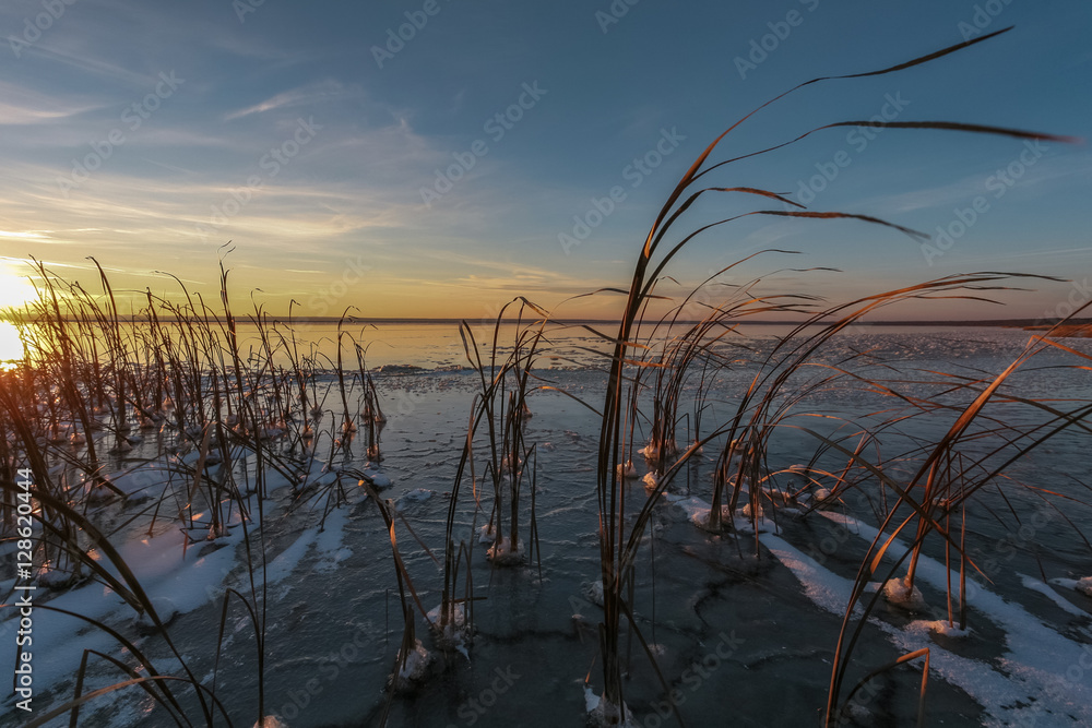 dry cane in ice on the bank of the frozen lake on a winter decline
