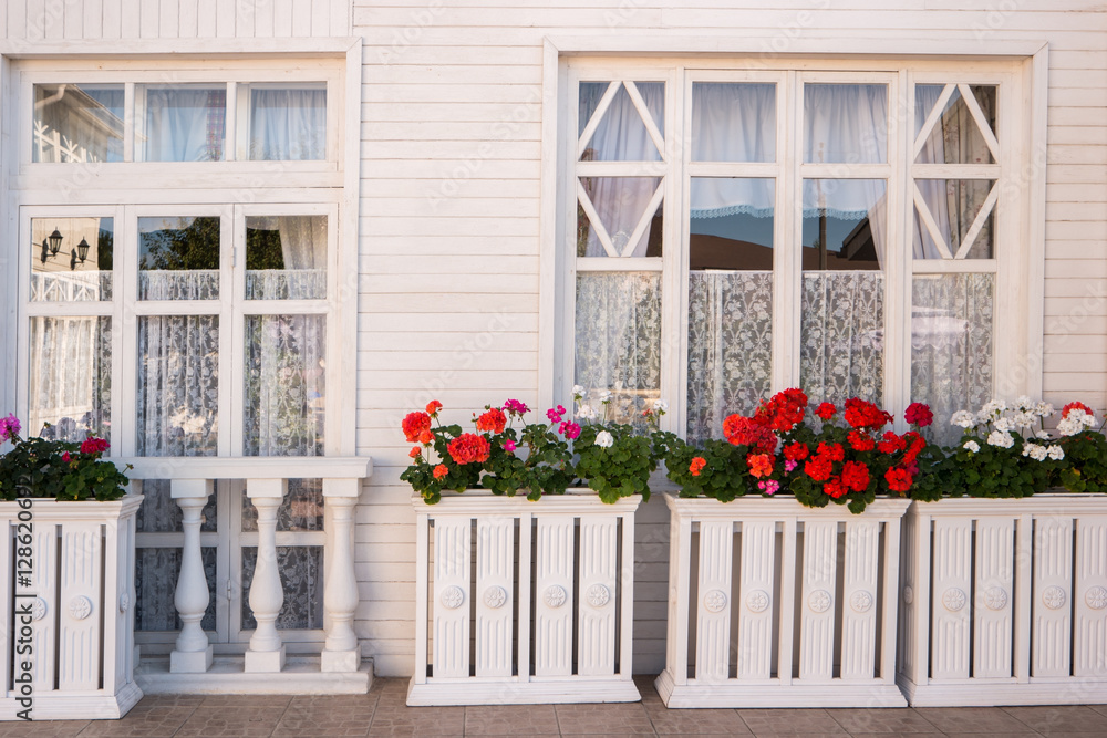 Flowers outside the house. Windows of a house. Red and white petunias. Feel the aroma of freshness.