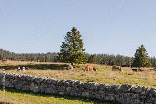 Le Brassus, Vallée de Joux, Col du Marchairuz, Jura, Wanderweg, Landwirtschaft, Steinmauer, Wanderferien, Herbst, Schweiz photo