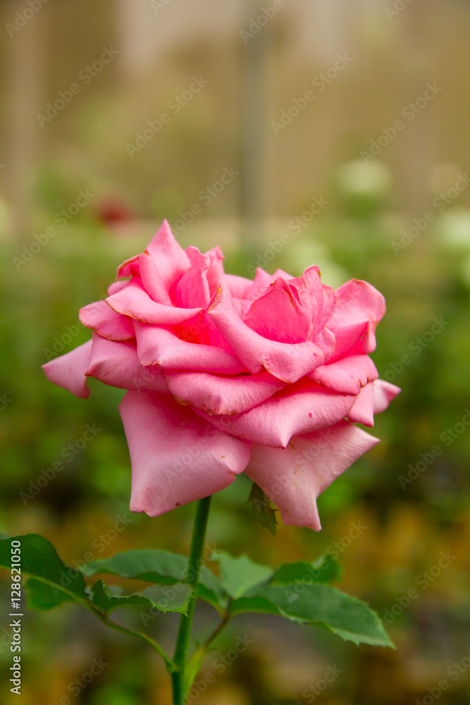 Obraz premium beautiful pink rose