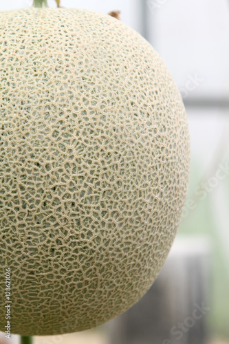 Fresh Melon or Cantaloupe fruit on tree in farm.