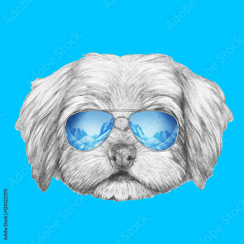 Portrait of Havanese with glasses. Hand drawn illustration of dog.