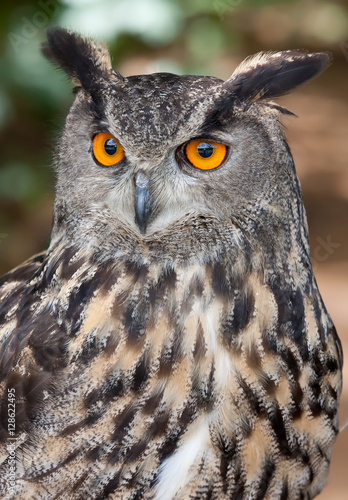 Eurasian Eagle owl closeup in spring