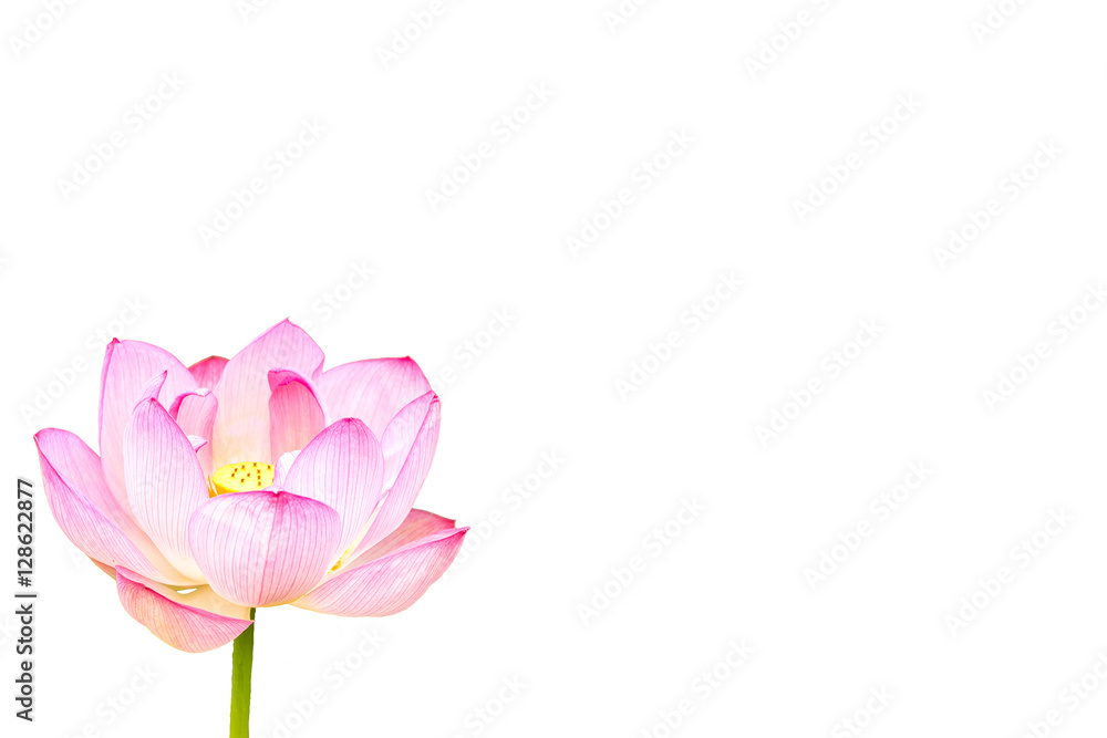 The Lotus Flower.White Background. The Lotus Flower.White Background.