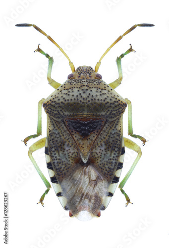 Bug Elasmucha grisea on a white background photo