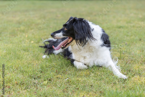Friendly cross breed dog on grass