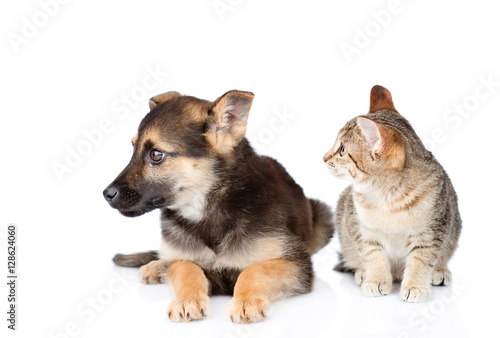 Cat and dog looking away. isolated on white background