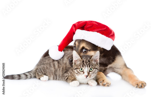 Cat and Dog in red christmas hat. isolated on white background