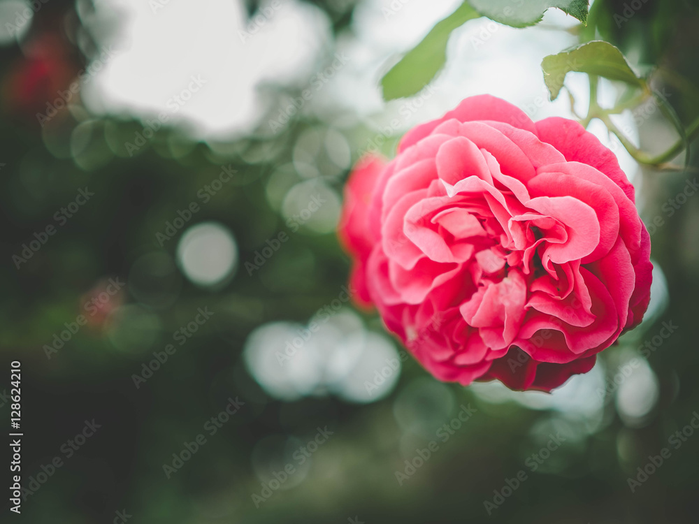 Fototapeta kwiat róży w ogrodzie wykonany z filtrem vintage, róża pod słońcem